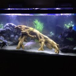 50-Gallon Fish Tank + Stand – $100 (Not Negotiable)
