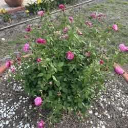 Roses For Sale