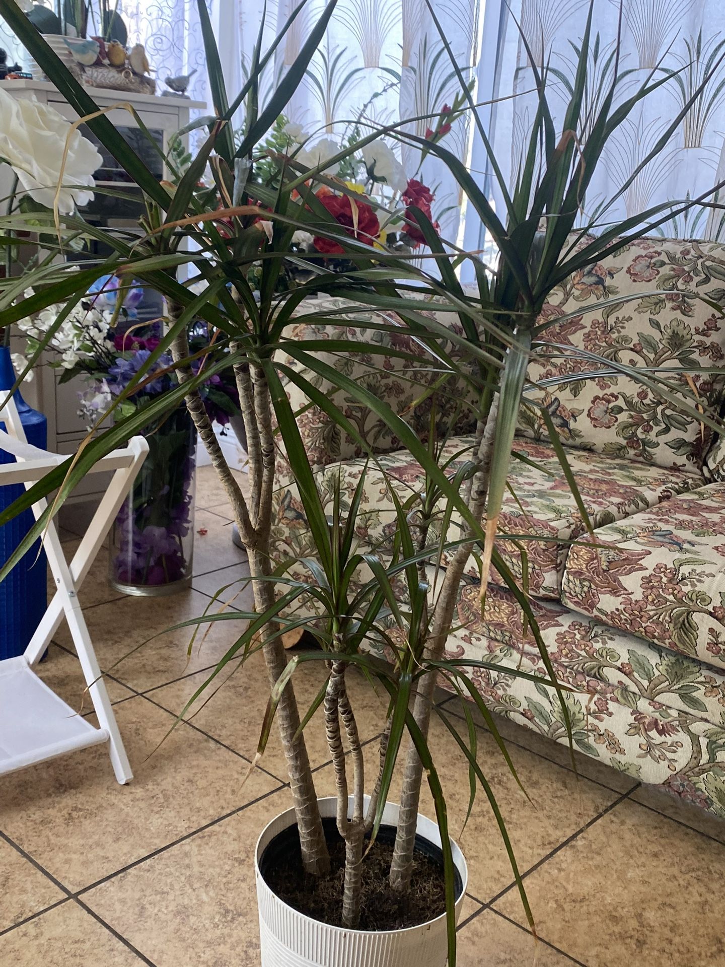 BEAUTIFUL PLANT