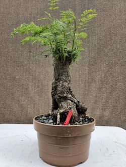 Old Blue Jacaranda Bonsai Tree for Sale in Midway City, CA - OfferUp