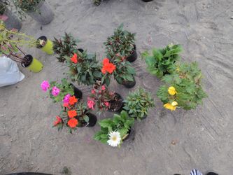 outside flowers