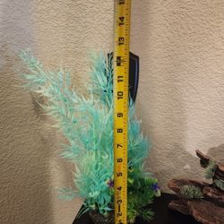 Aquarium Plant