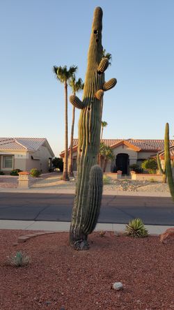 Saguaro Cactus