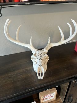 Cow Skull