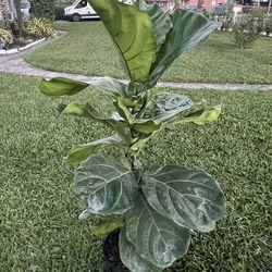 FIDDLE LEAF FIG (Trendy House Plant Air Purifying ) 3 Gallon Pot