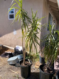 Decorative plant