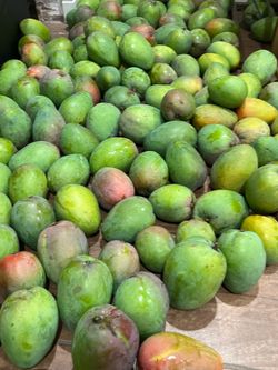 Home Grown Organic Julie Mangoes
