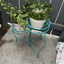 Plant With Stands 