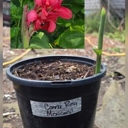 Canna Pink $7