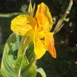 Cannaly Lilly Plant 