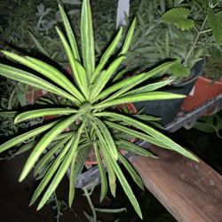 Succulent Plant Onsale