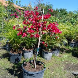 Big Sale Bougainvillea Tree On Sale $110