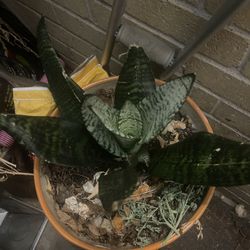 Lengua De Suegra O Espada 🗡️ De Rey 👑Con Maceta Artecenal 