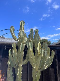 🌵 Euphorbia Ammak “Ghost Cactus” – Rare & Beautiful | Must Go!