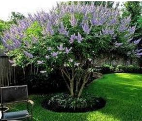 Chastel Trees In 5G 5F The Tall $50 Each Price Firm