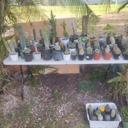 Cactus And Succulents And Other Plants