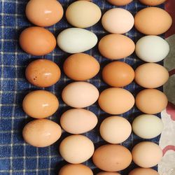 Farm Fresh Eggs 