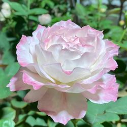 Rare European, Japan rose plants ,      Seraphim / セラフィム  Own root in one gallon pot
