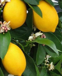 Meyer   Lemon   Tree