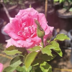 Rose Bush 