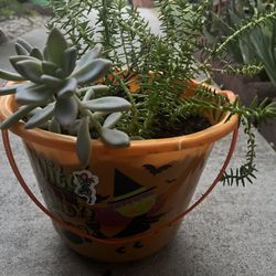 Succulents On Sale 