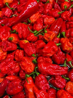 Organic super hot peppers