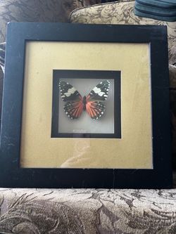 Butterfly picture
