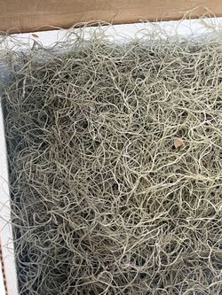 Moss For Plants / Or decorations