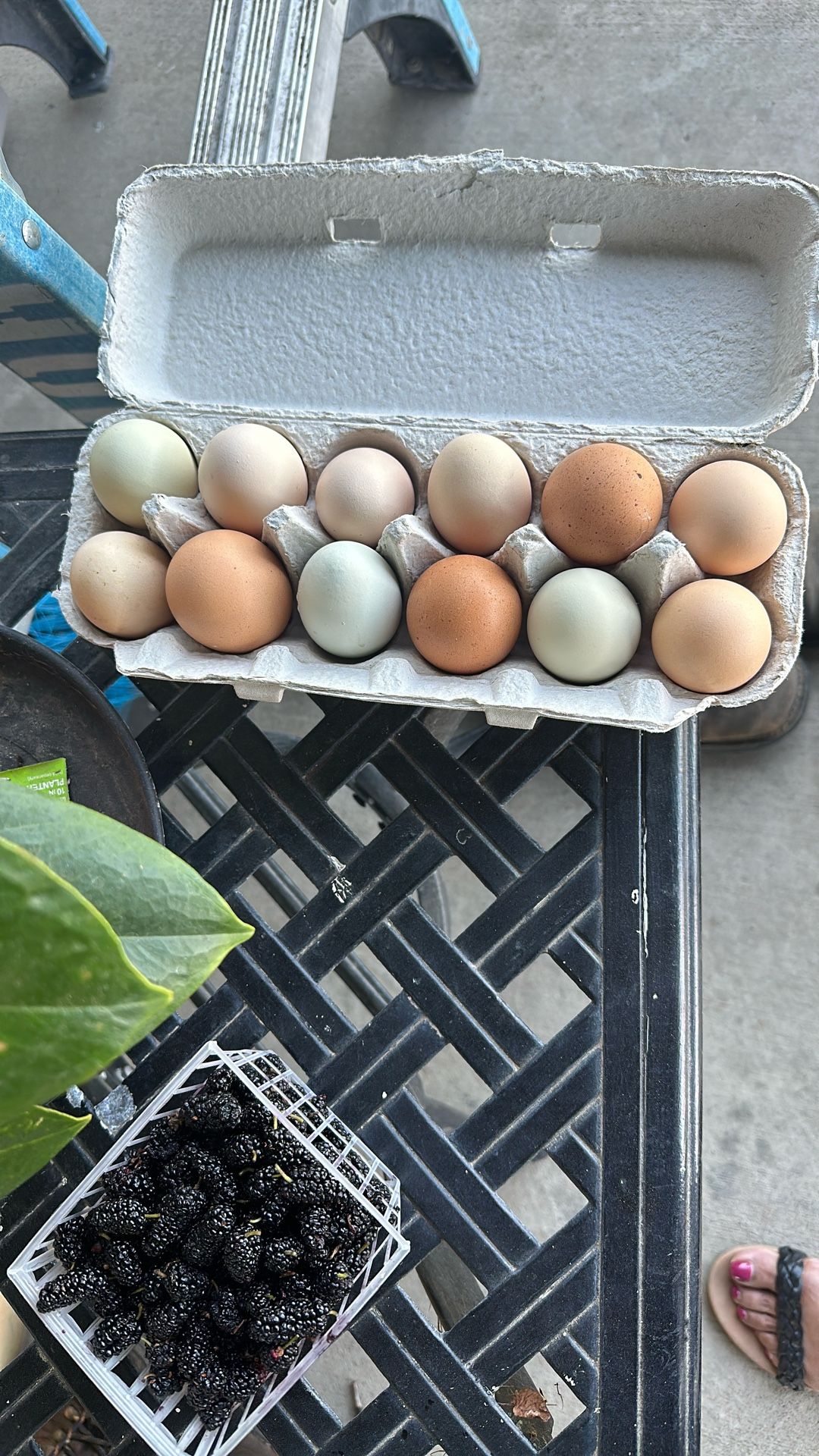 Organic Eggs