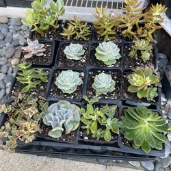 Flat Of 4 Inch succulent Plant 