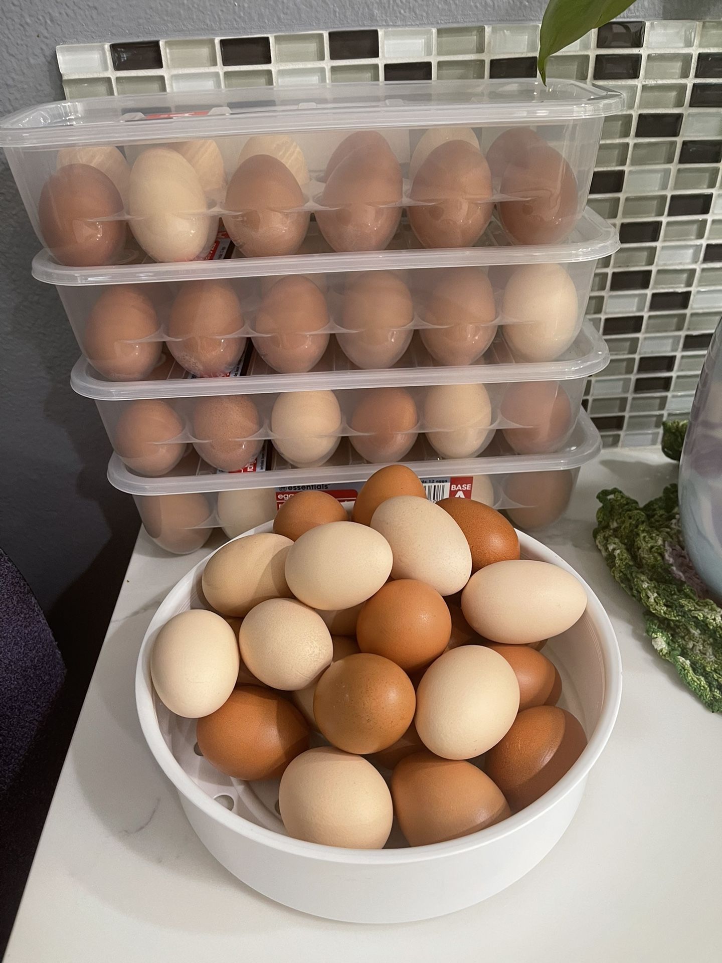 Organic Free-Range Chicken Eggs