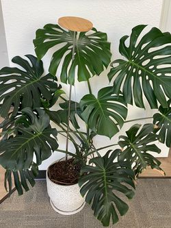 Monstera Deliciosa Plant with Light and Pot