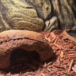 Reptile/enclosure 