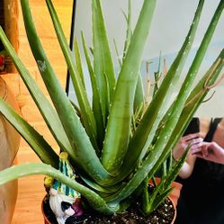 Aloe Vera Plants 30 Inches Tall