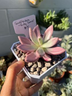 Imported Korean Succulents (Graptoveria “Ruby Donna”) - $15