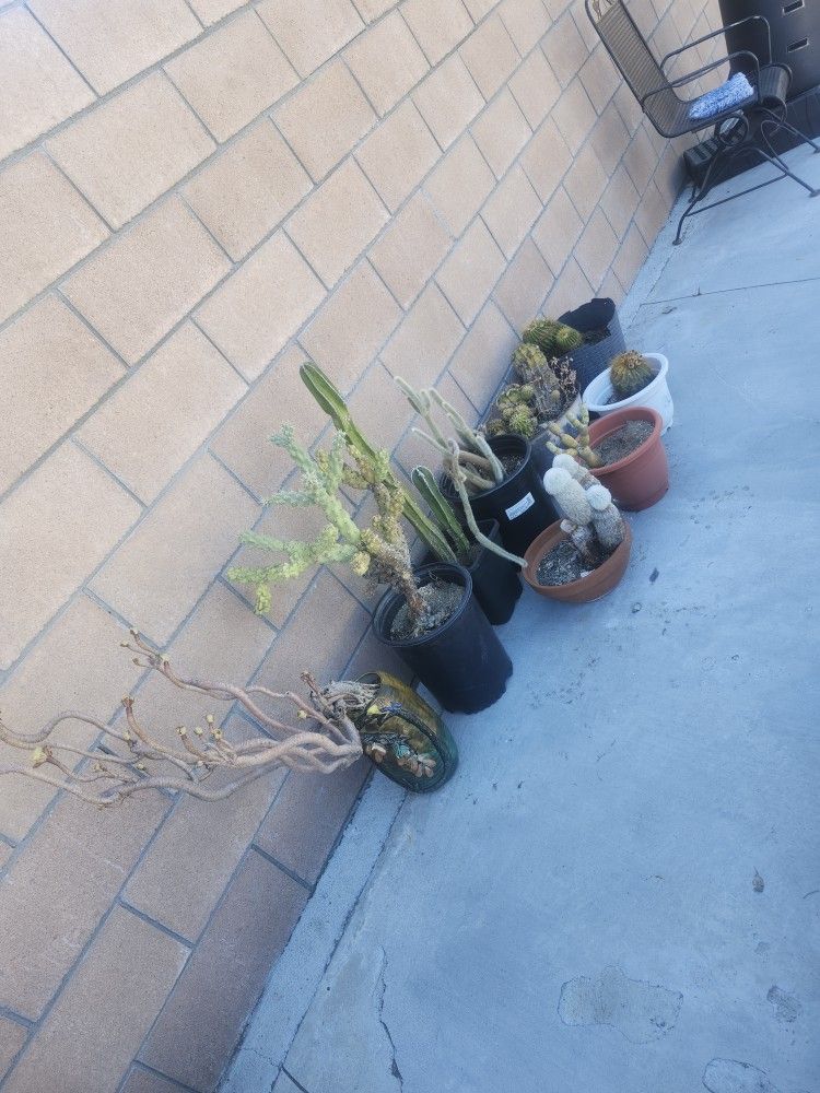 Cactus
