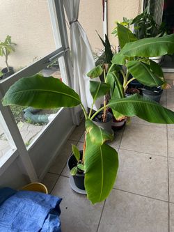 Bananas trees