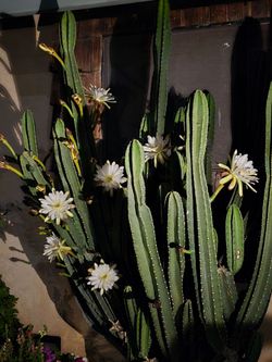 NIGHT Blooming cactus