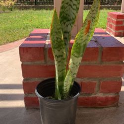 Tall Snake Plant - boho plant home decor