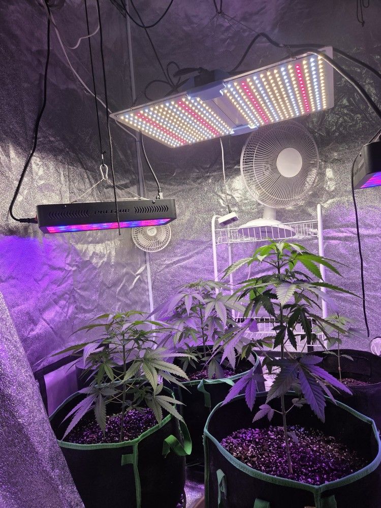 Grow Light And Tents