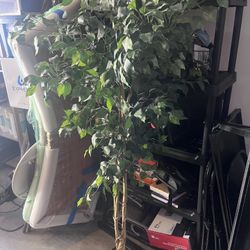 Tall Artificial Ficus Tree (Decor Plant) – $40