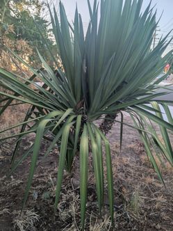 Yucca