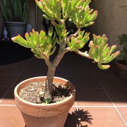 Bonsai Jade Succulent Plant