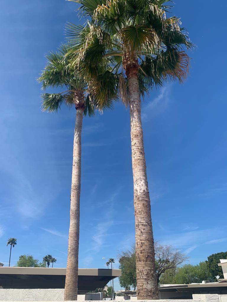 Palm Trees , Trees Trimming. Removed Trees for Sale in Phoenix, AZ