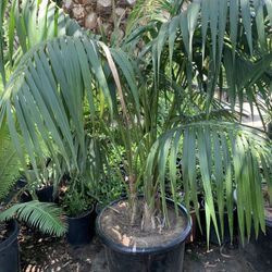 Kentia Palm