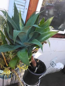 Big plant