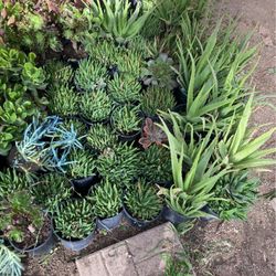 Plants