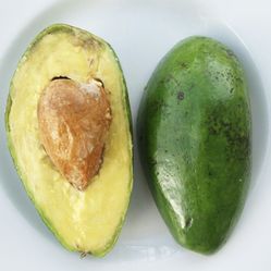 Catalina Avocado Tree