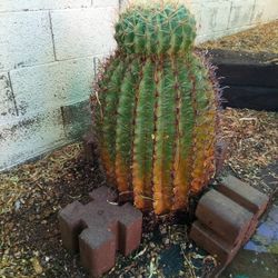 32" Tall Barrel Cactus 
