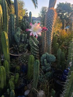 Cactus